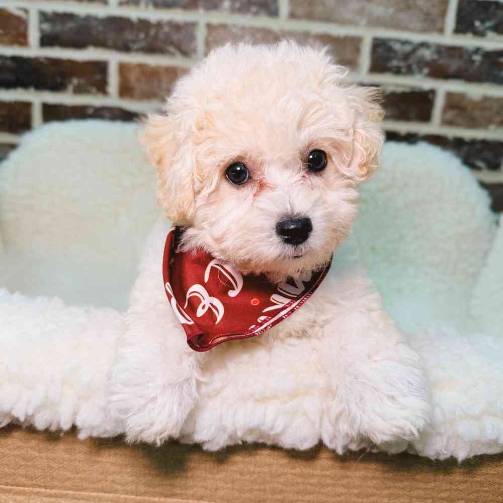 Female Bichon / Poodle puppy for sale at Shake A Paw Union.
