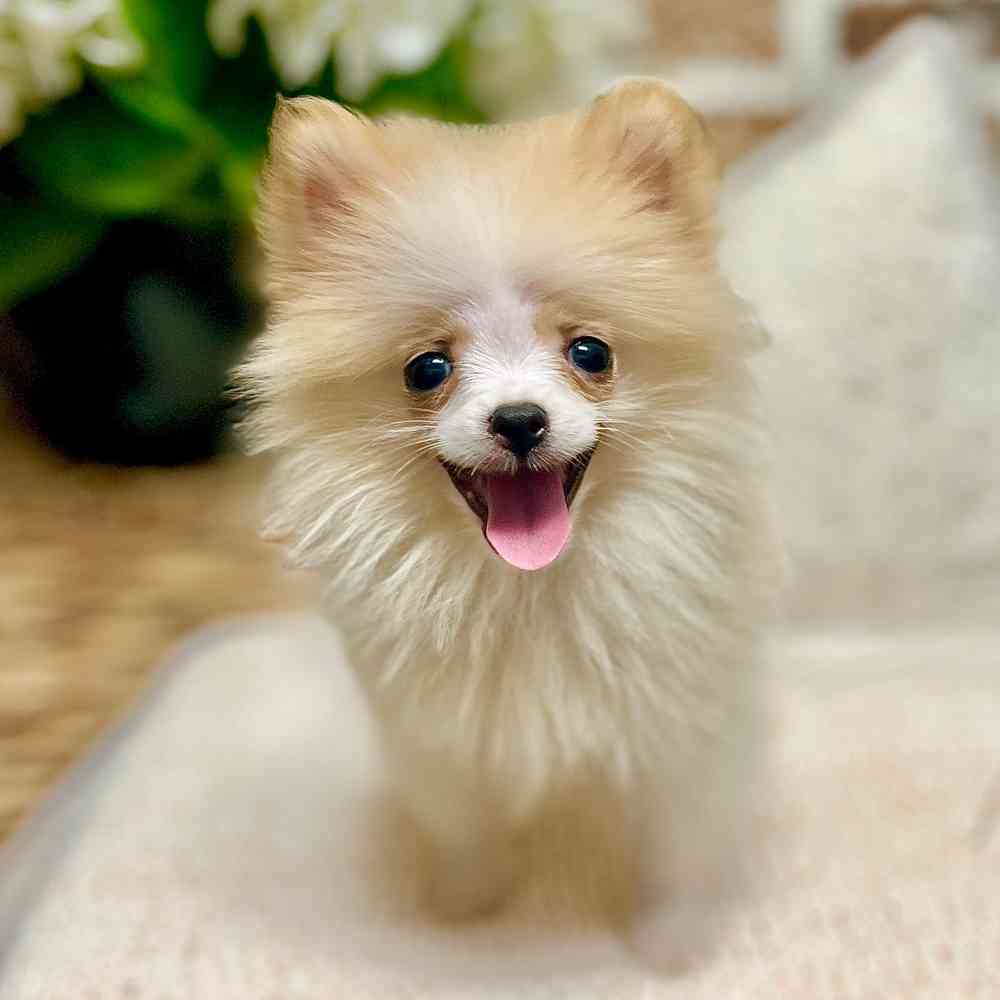 Female Pomeranian puppy for sale at Shake A Paw Green Brook.