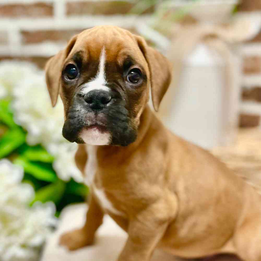 Male Boxer puppy for sale at Shake A Paw Green Brook.