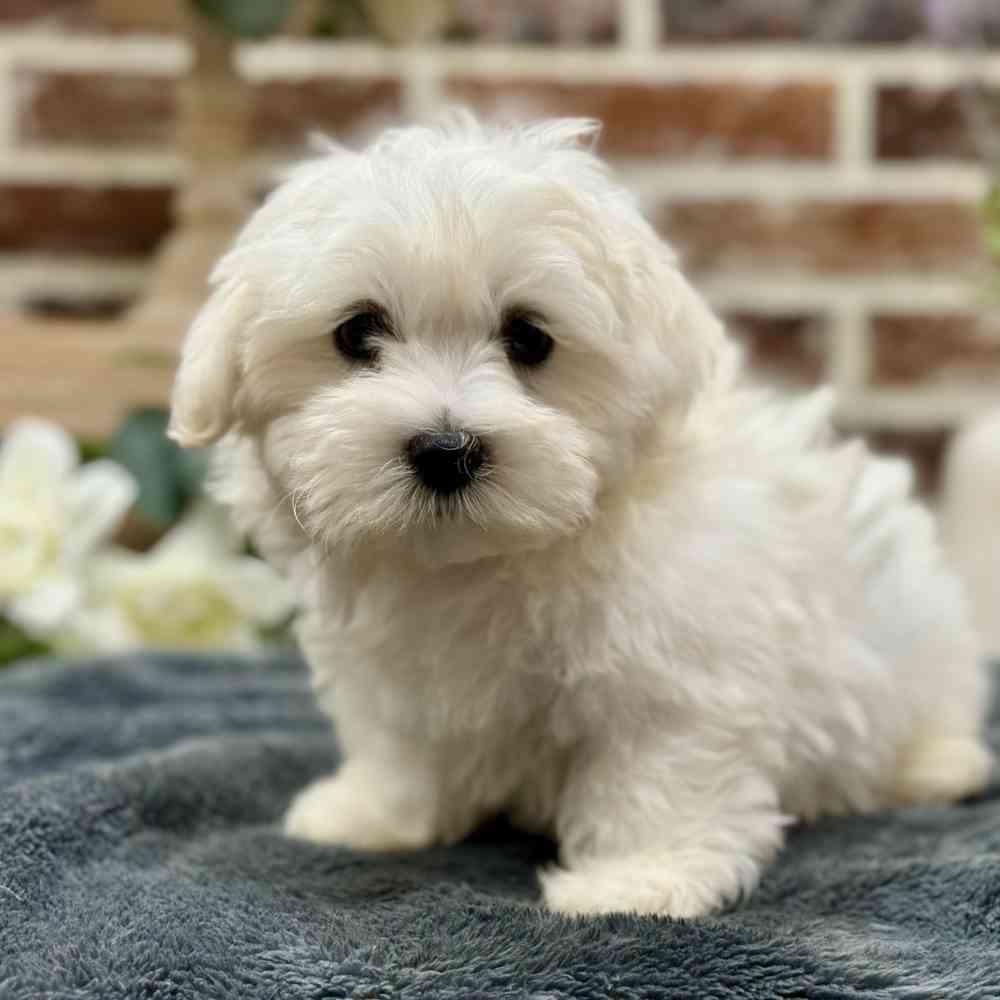 Male Maltese puppy for sale at Shake A Paw Union.