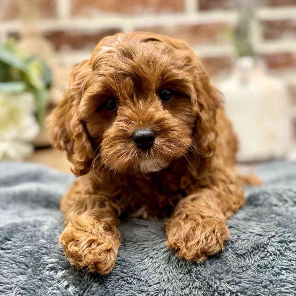 Female Cavapoo puppy for sale at Shake A Paw Union.