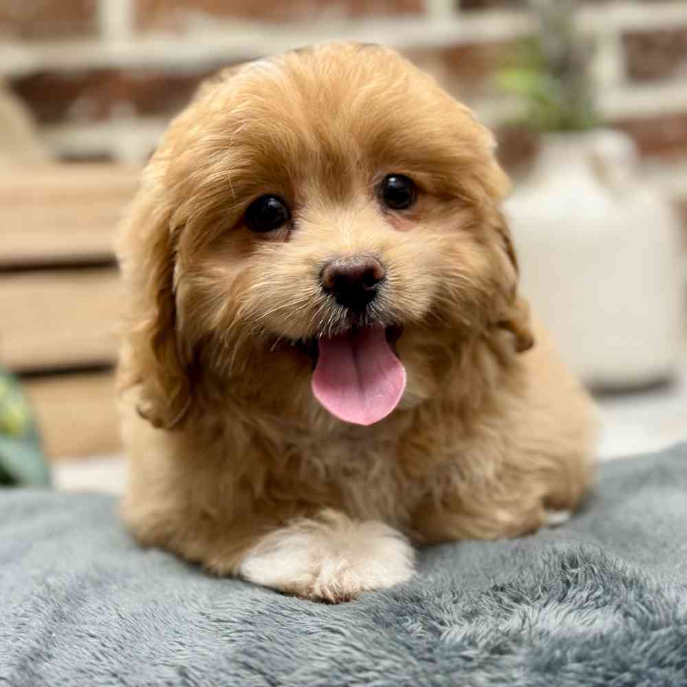 Female Pekingese / Poodle puppy for sale at Shake A Paw Union.