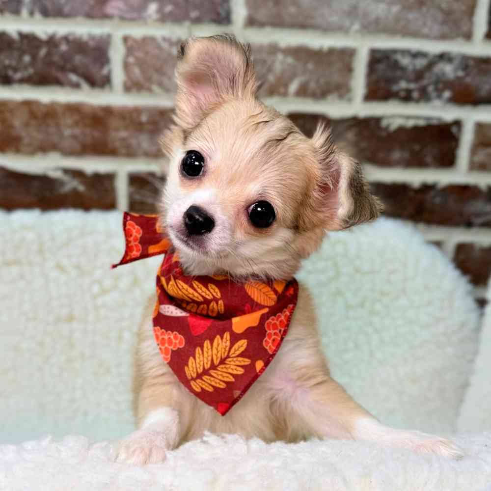 Female Chihuahua puppy for sale at Shake A Paw Union.