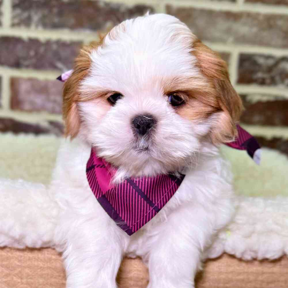 Female Shih Tzu puppy for sale at Shake A Paw Union.