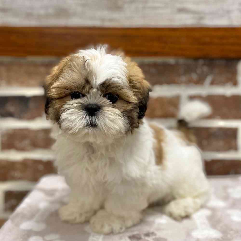 Male Shih Tzu / Bichon puppy for sale at Shake A Paw Green Brook.