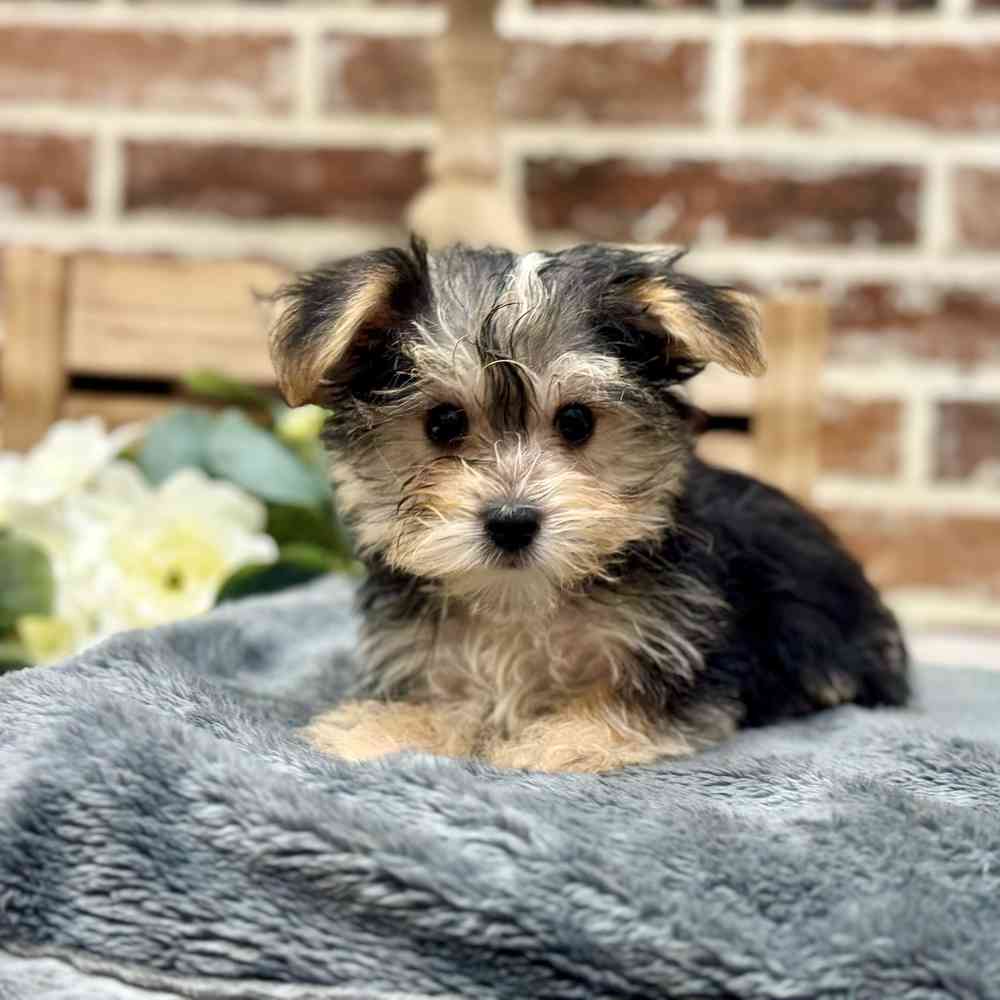 Male Maltese / Yorkie puppy for sale at Shake A Paw Union.