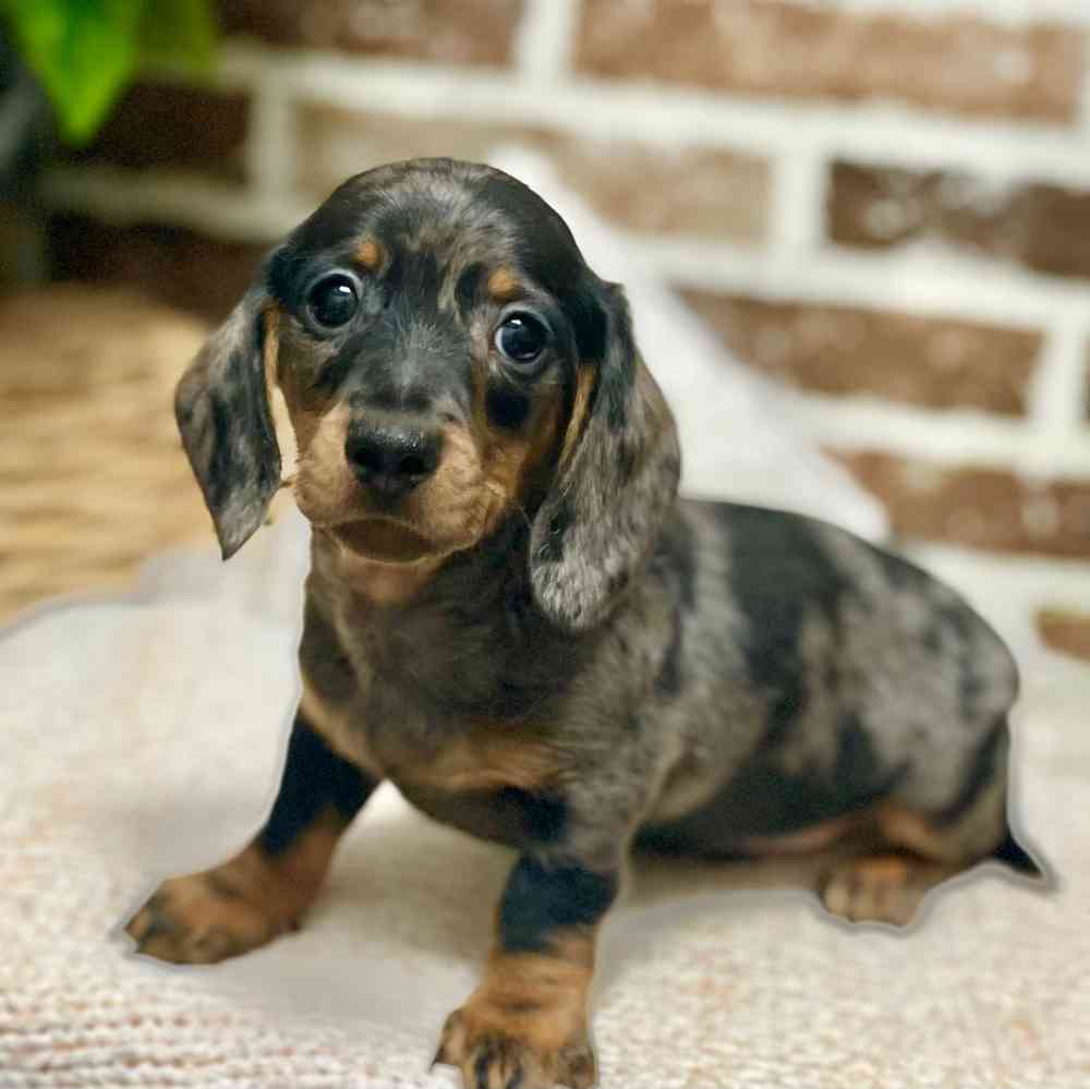 Male Dachshund puppy for sale at Shake A Paw Green Brook.