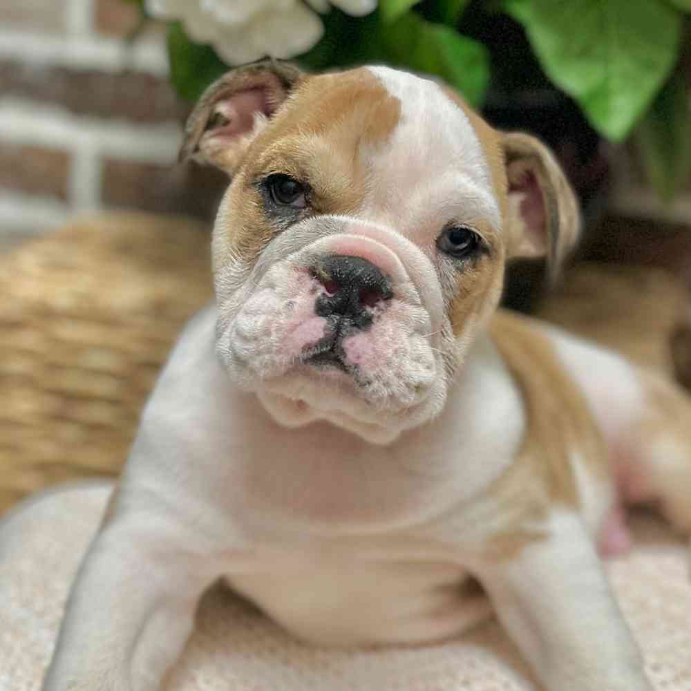 Male English Bulldog puppy for sale at Shake A Paw Green Brook.