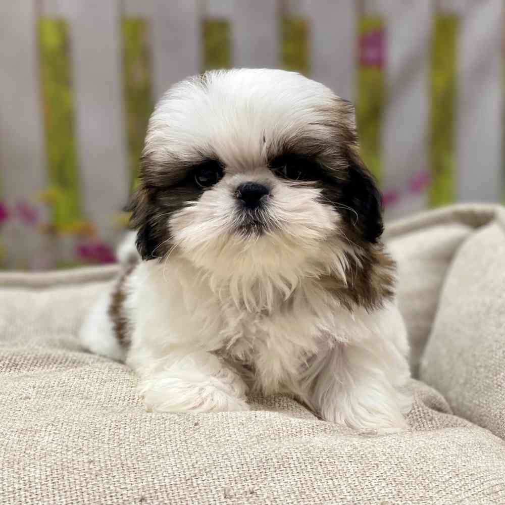 Female Shih Tzu puppy for sale at Shake A Paw Union.