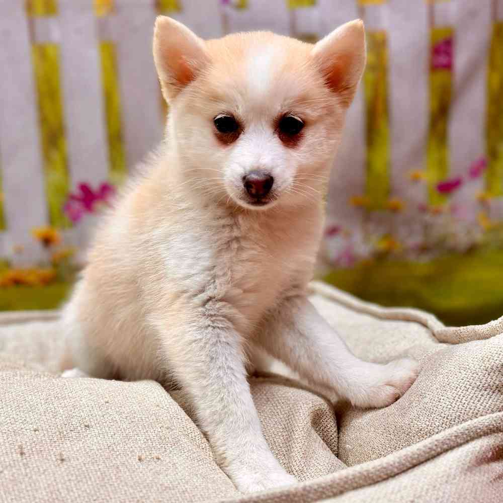 Female Pomsky puppy for sale at Shake A Paw Union.