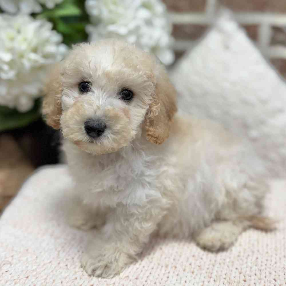 Female Bichon / Poodle puppy for sale at Shake A Paw Green Brook.