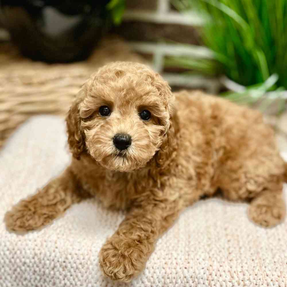 Female Mini Labradoodle 2Nd Gen puppy for sale at Shake A Paw Green Brook.