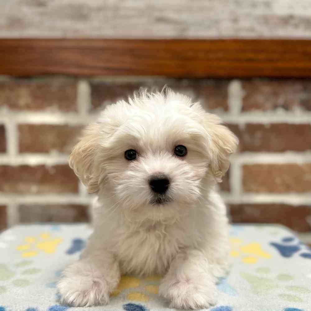 Male Coton De Tulear puppy for sale at Shake A Paw Green Brook.