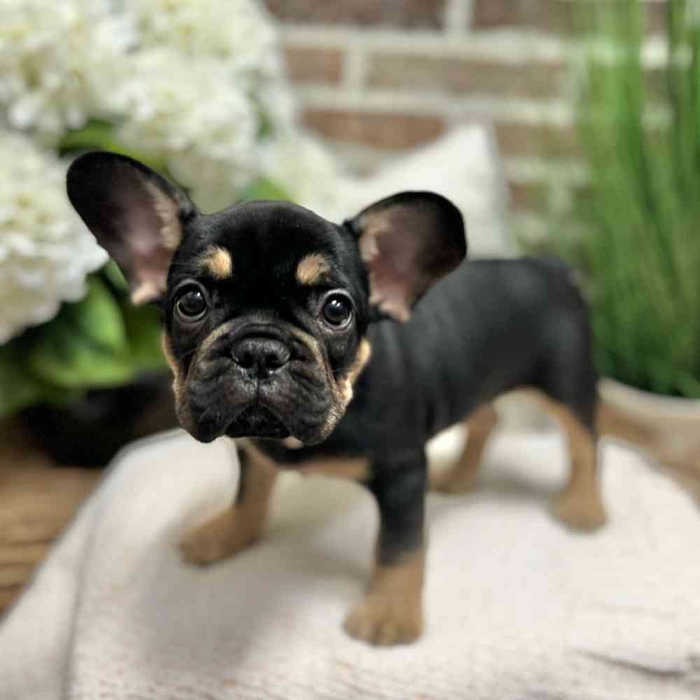 Male French Bulldog puppy for sale at Shake A Paw Green Brook.