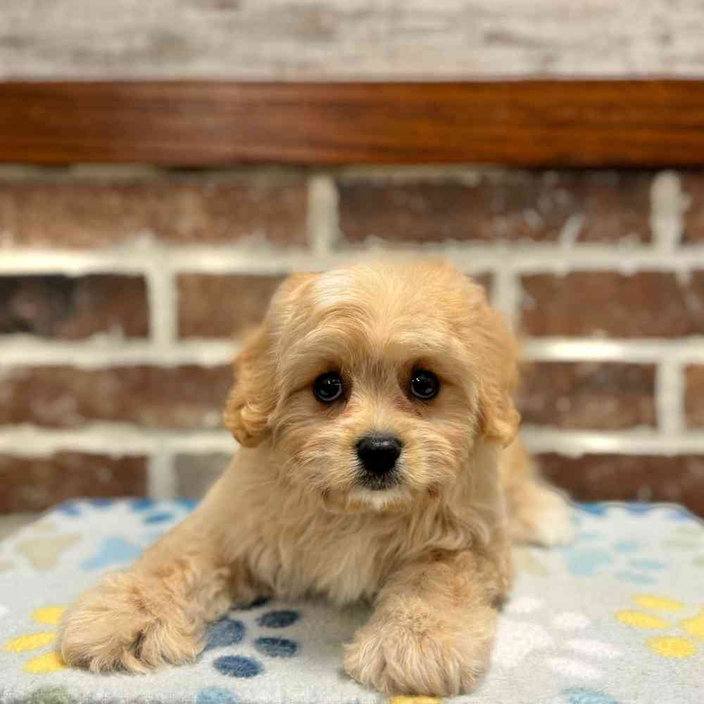 Female Cavachon puppy for sale at Shake A Paw Green Brook.