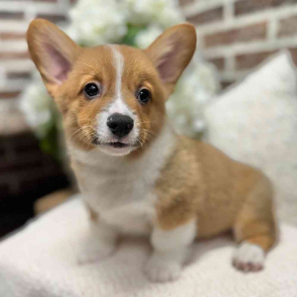 Male Pembroke Welsh Corgi puppy for sale at Shake A Paw Green Brook.