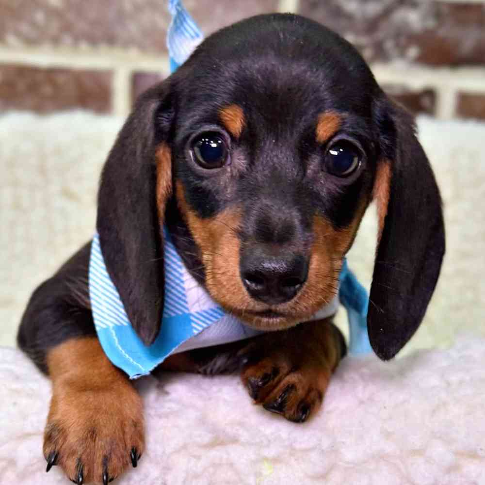 Male Dachshund puppy for sale at Shake A Paw Union.
