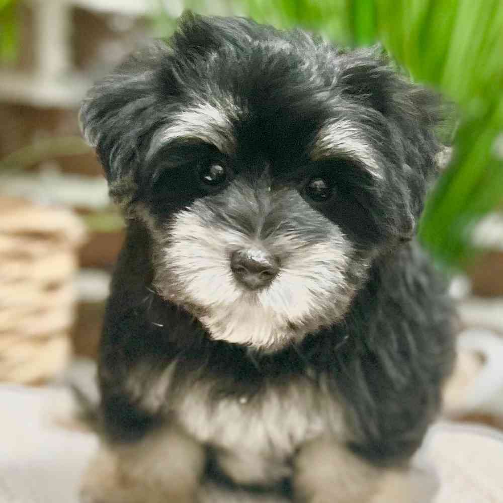 Male Maltese / Yorkie puppy for sale at Shake A Paw Green Brook.