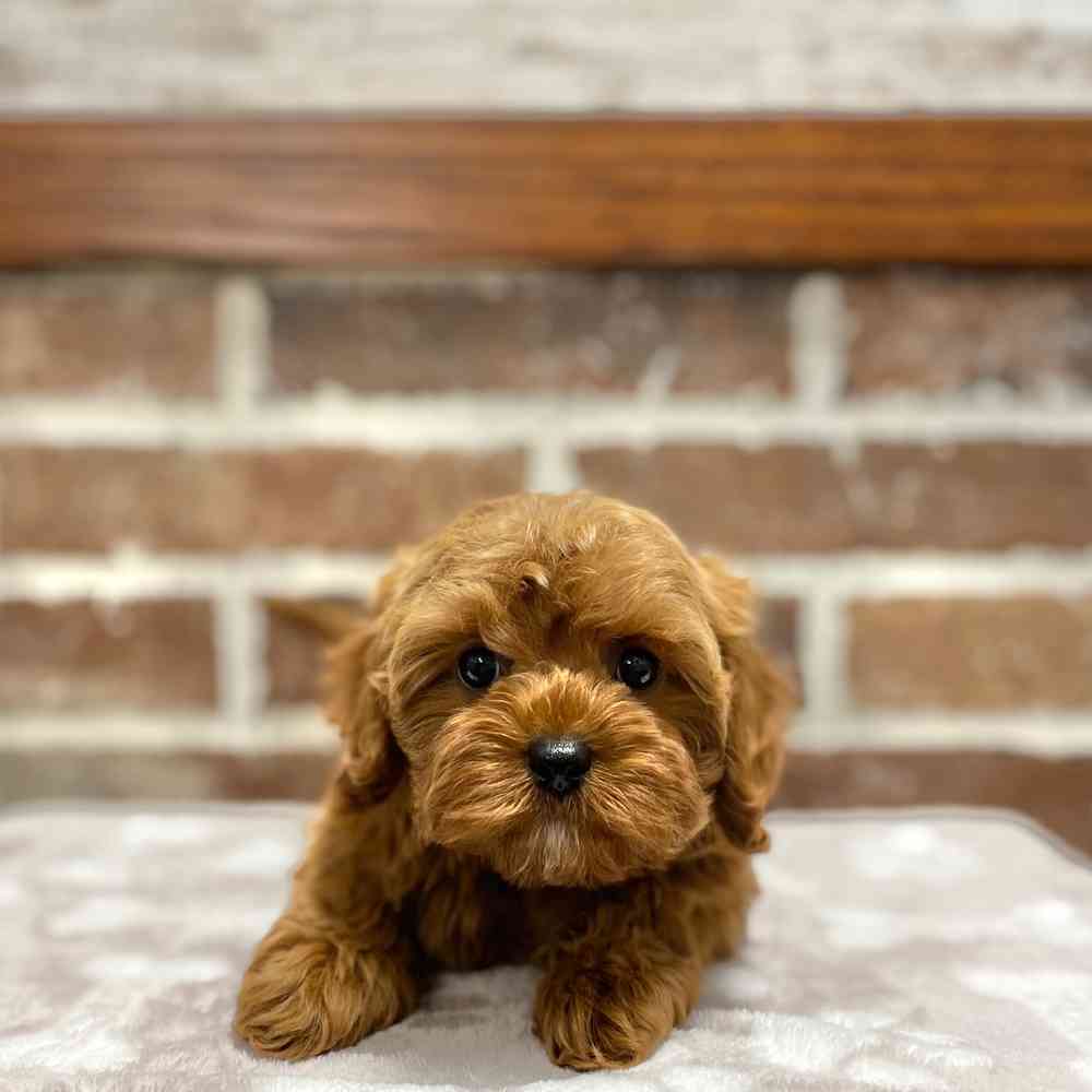 Female Cavapoo puppy for sale at Shake A Paw Green Brook.