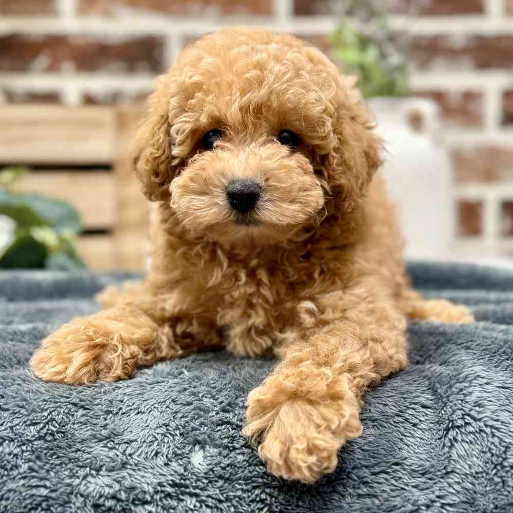 Male Poodle puppy for sale at Shake A Paw Union.