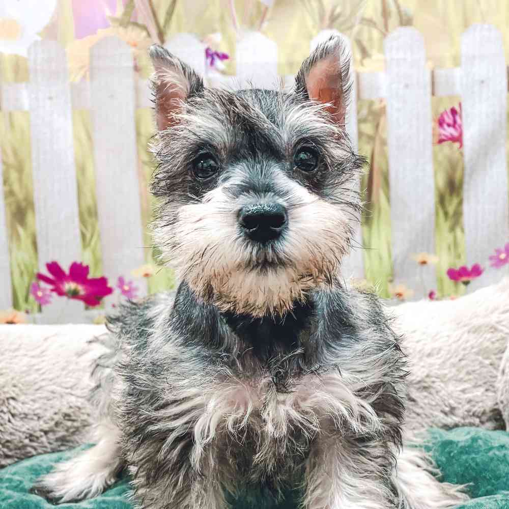 Female Mini Schnauzer puppy for sale at Shake A Paw Union.