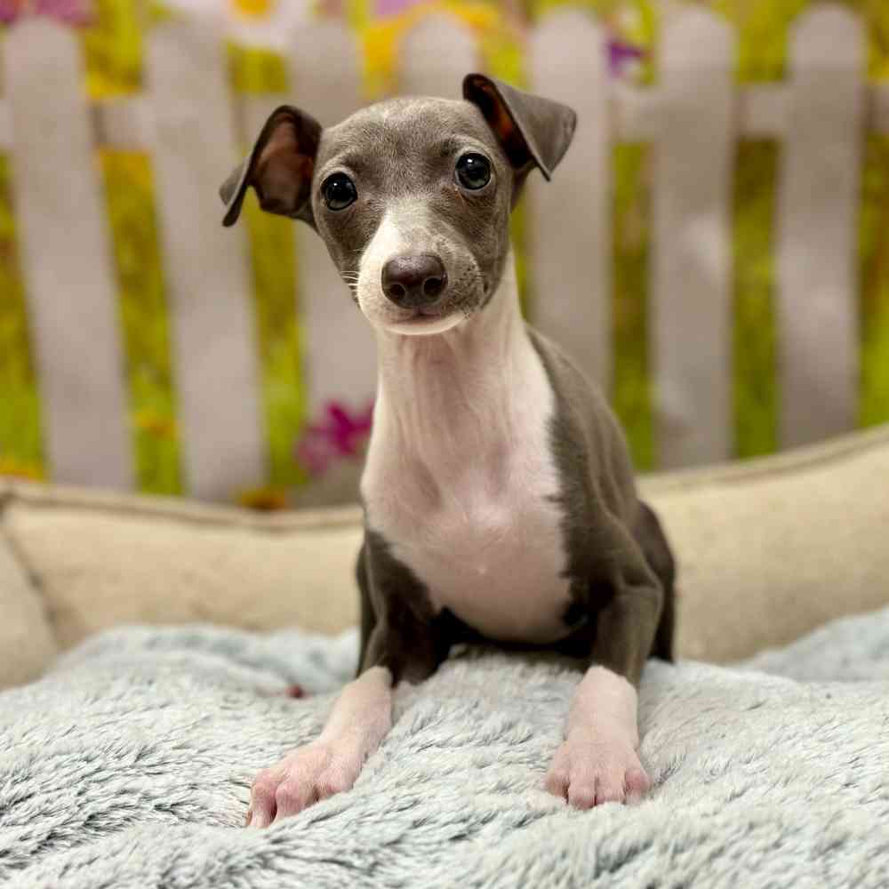 Female Italian Greyhound puppy for sale at Shake A Paw Union.