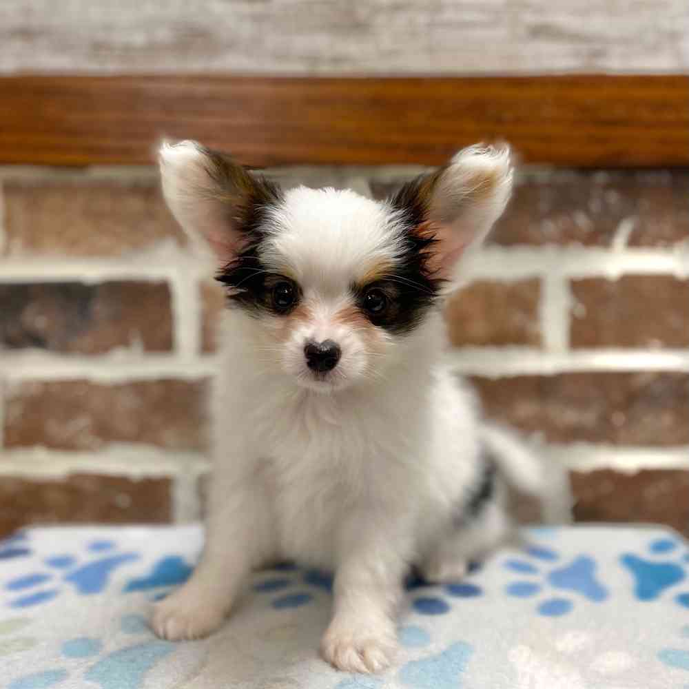 Male Papillon puppy for sale at Shake A Paw Green Brook.