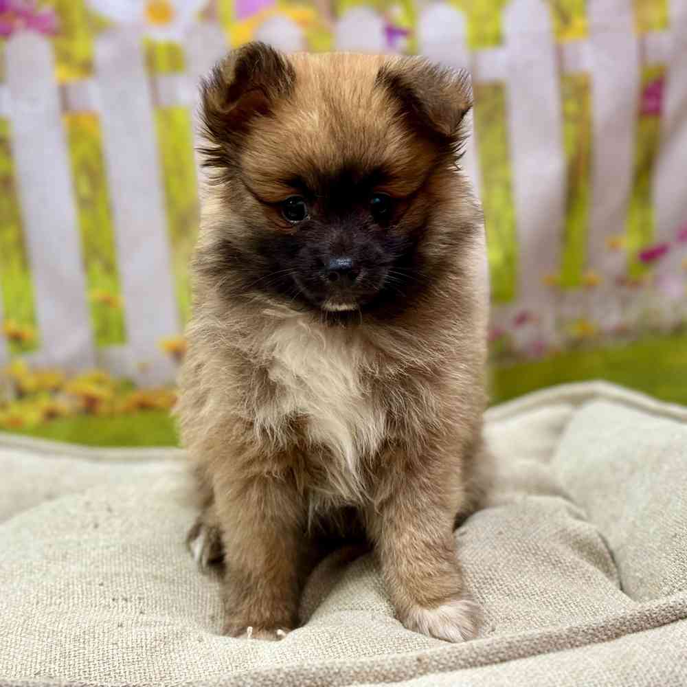 Male Pomeranian puppy for sale at Shake A Paw Union.