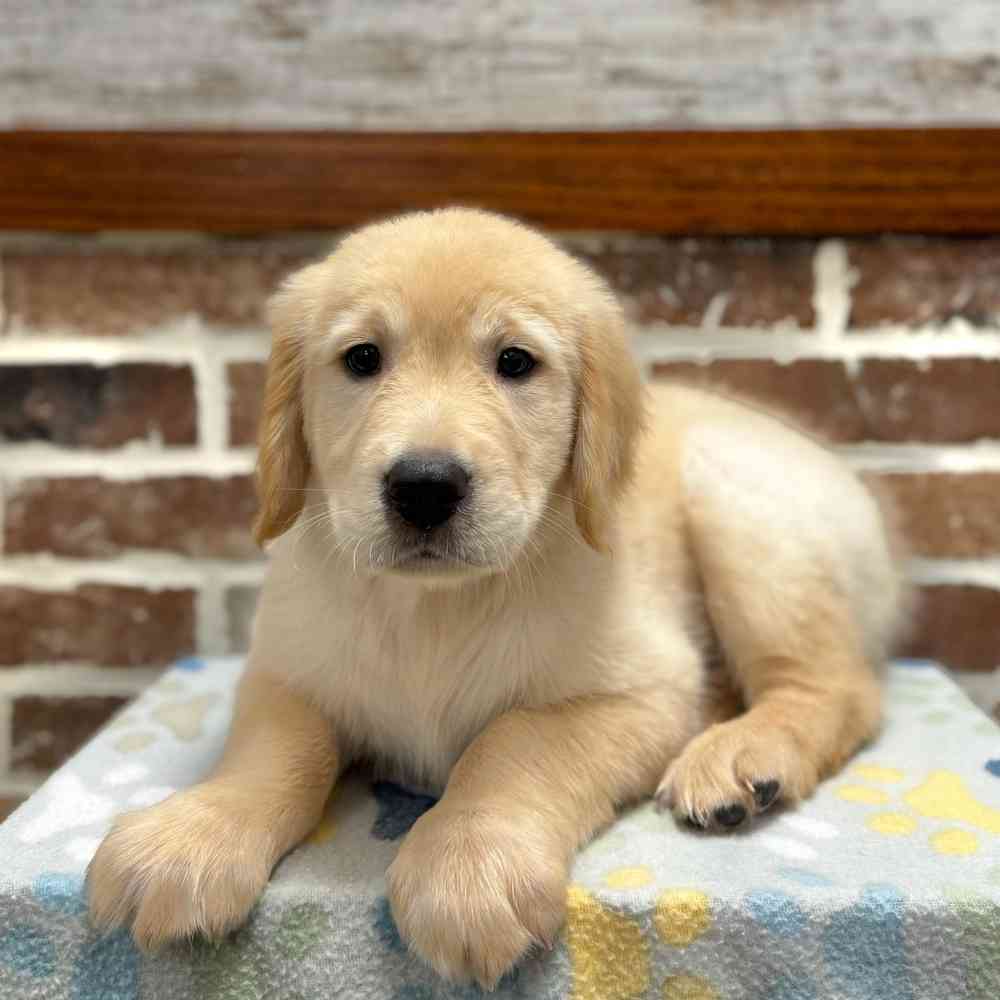 Male Golden Retriever puppy for sale at Shake A Paw Green Brook.
