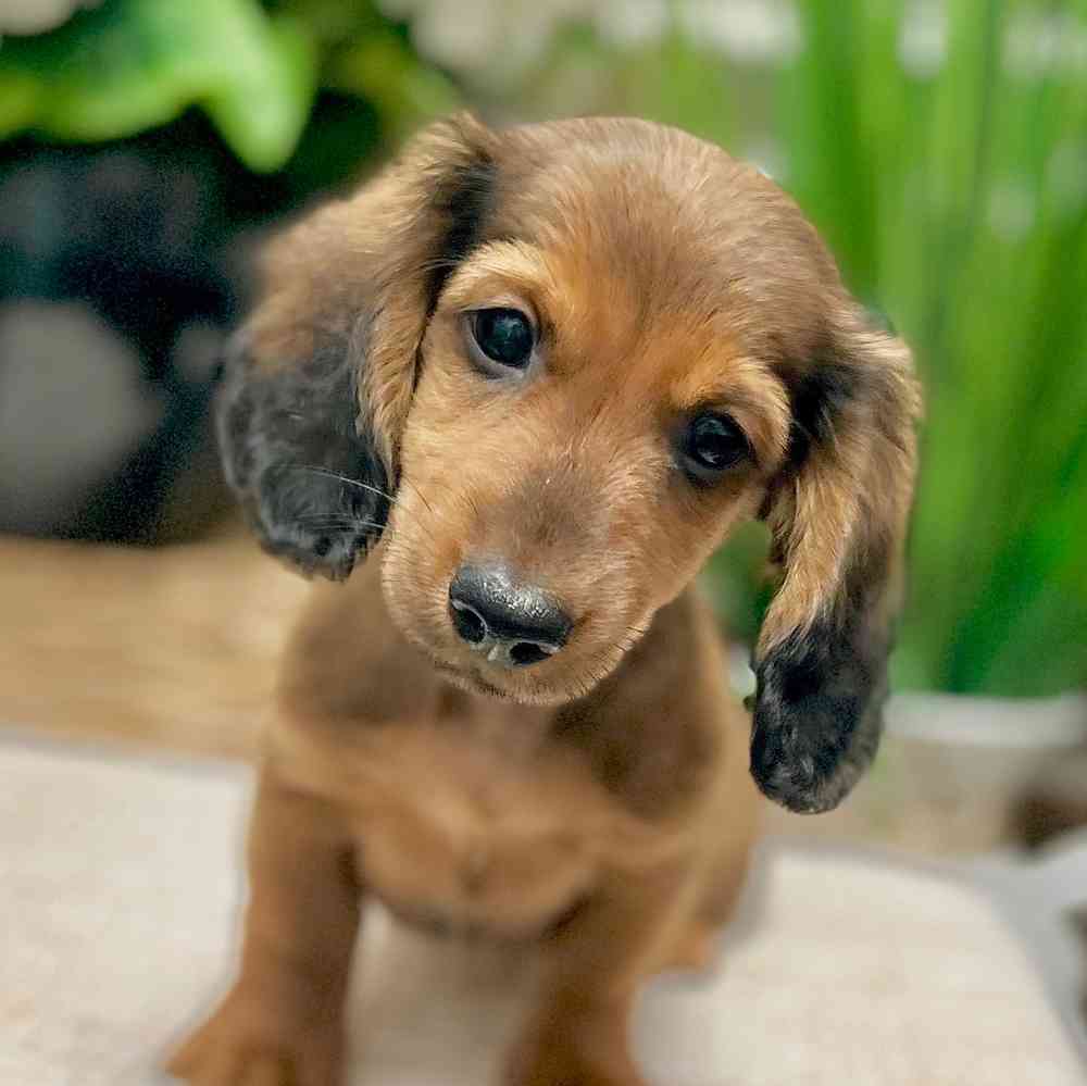 Male Dachshund puppy for sale at Shake A Paw Green Brook.