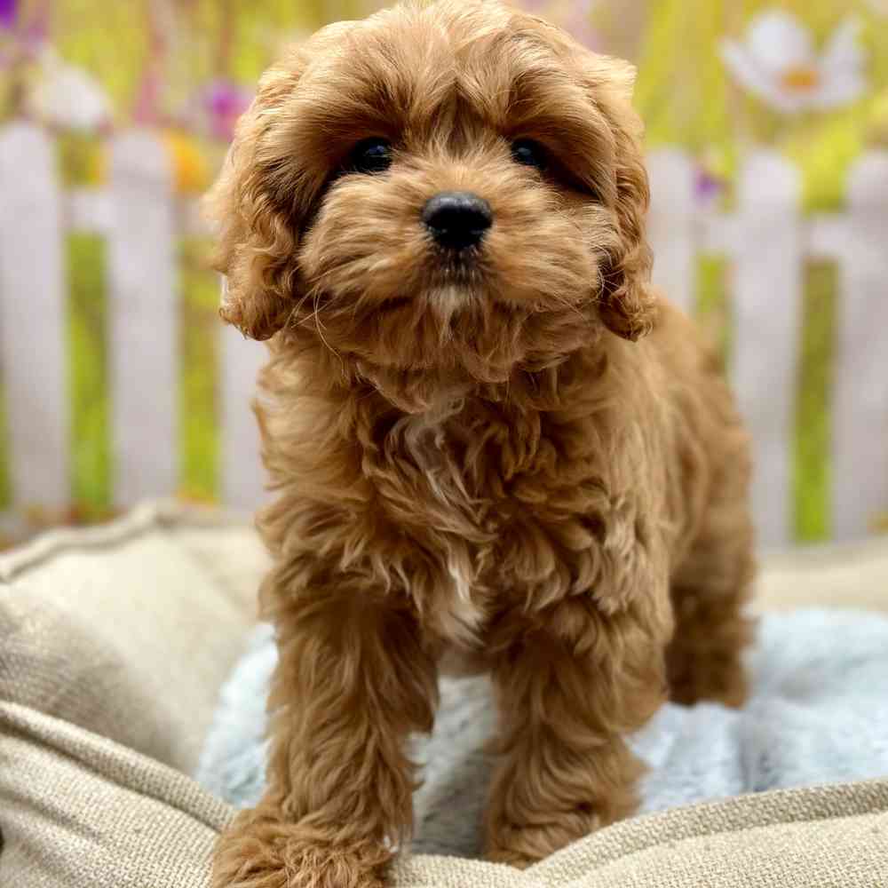 Male Cavapoo puppy for sale at Shake A Paw Union.
