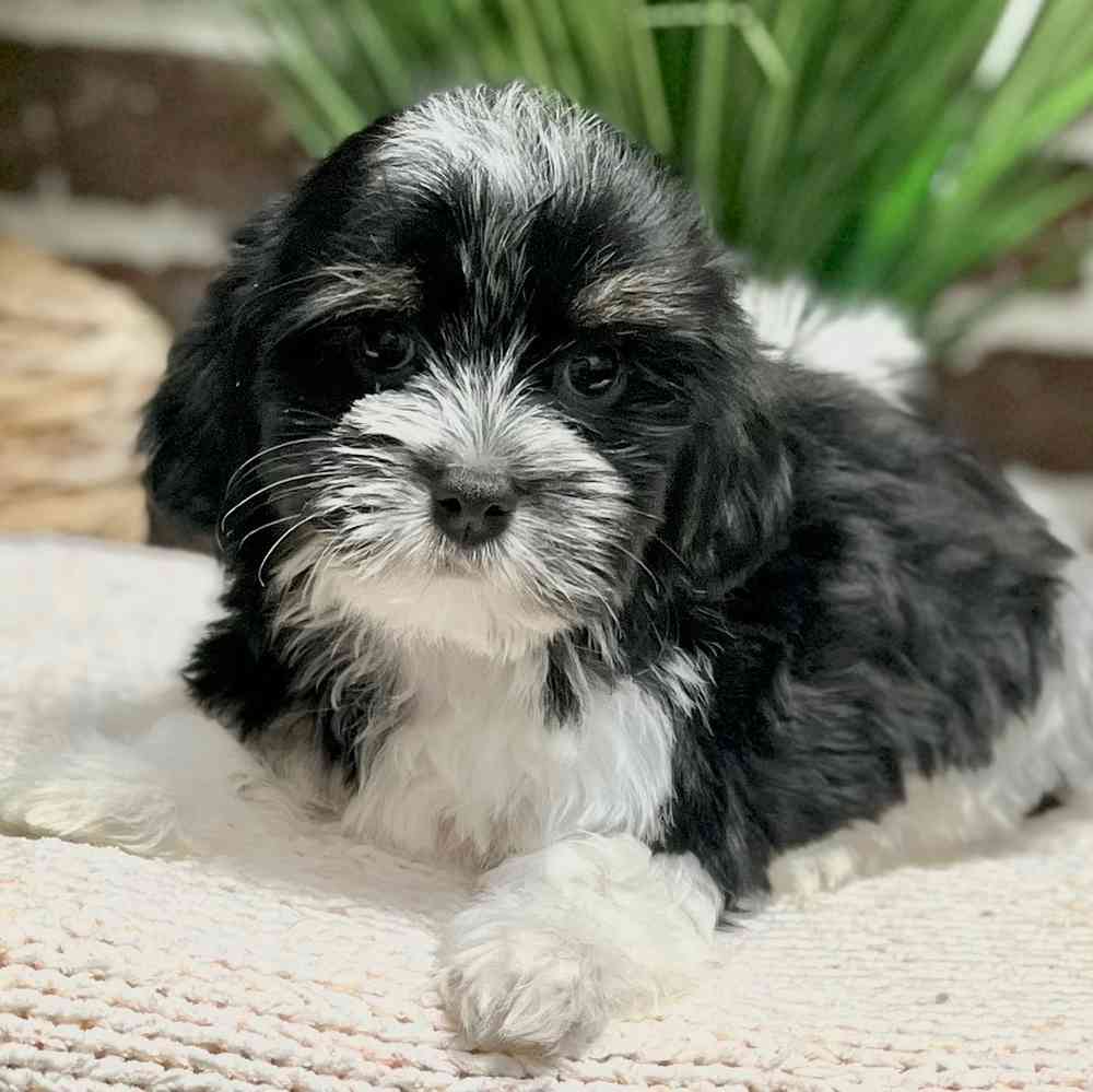 Female Havanese puppy for sale at Shake A Paw Green Brook.