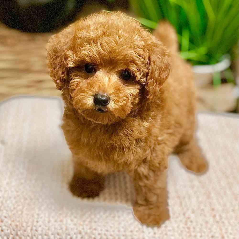 Male Poodle puppy for sale at Shake A Paw Green Brook.