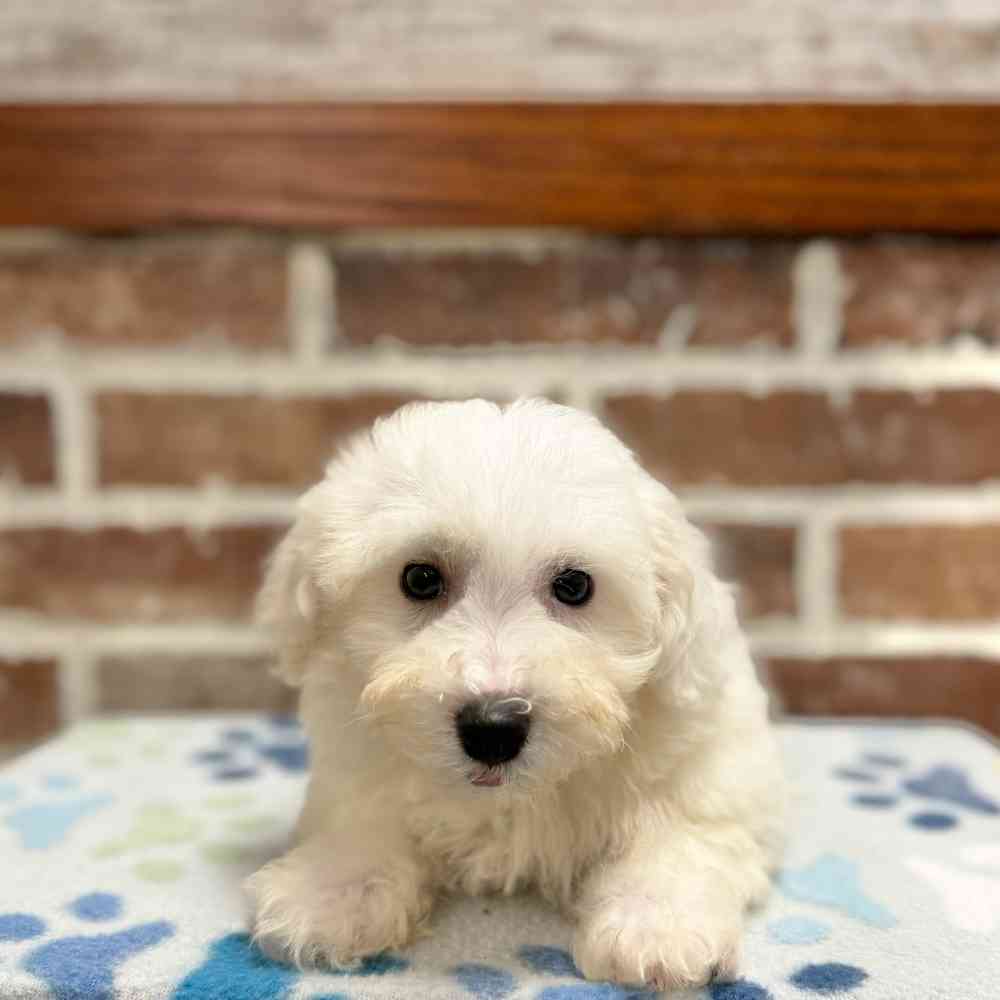 Male Bichon Frise puppy for sale at Shake A Paw Green Brook.