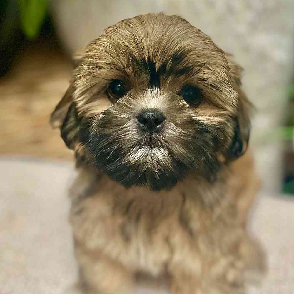 Male Shih Tzu puppy for sale at Shake A Paw Green Brook.