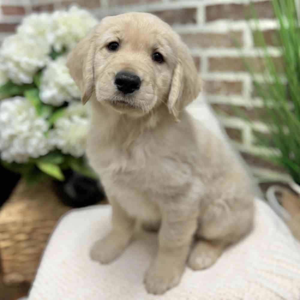 Male Golden Retriever puppy for sale at Shake A Paw Green Brook.