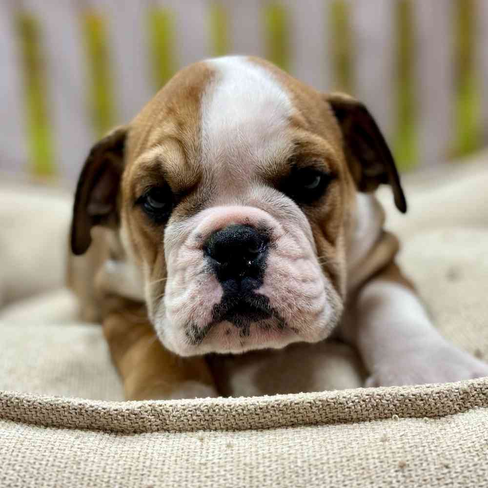 Male English Bulldog puppy for sale at Shake A Paw Union.