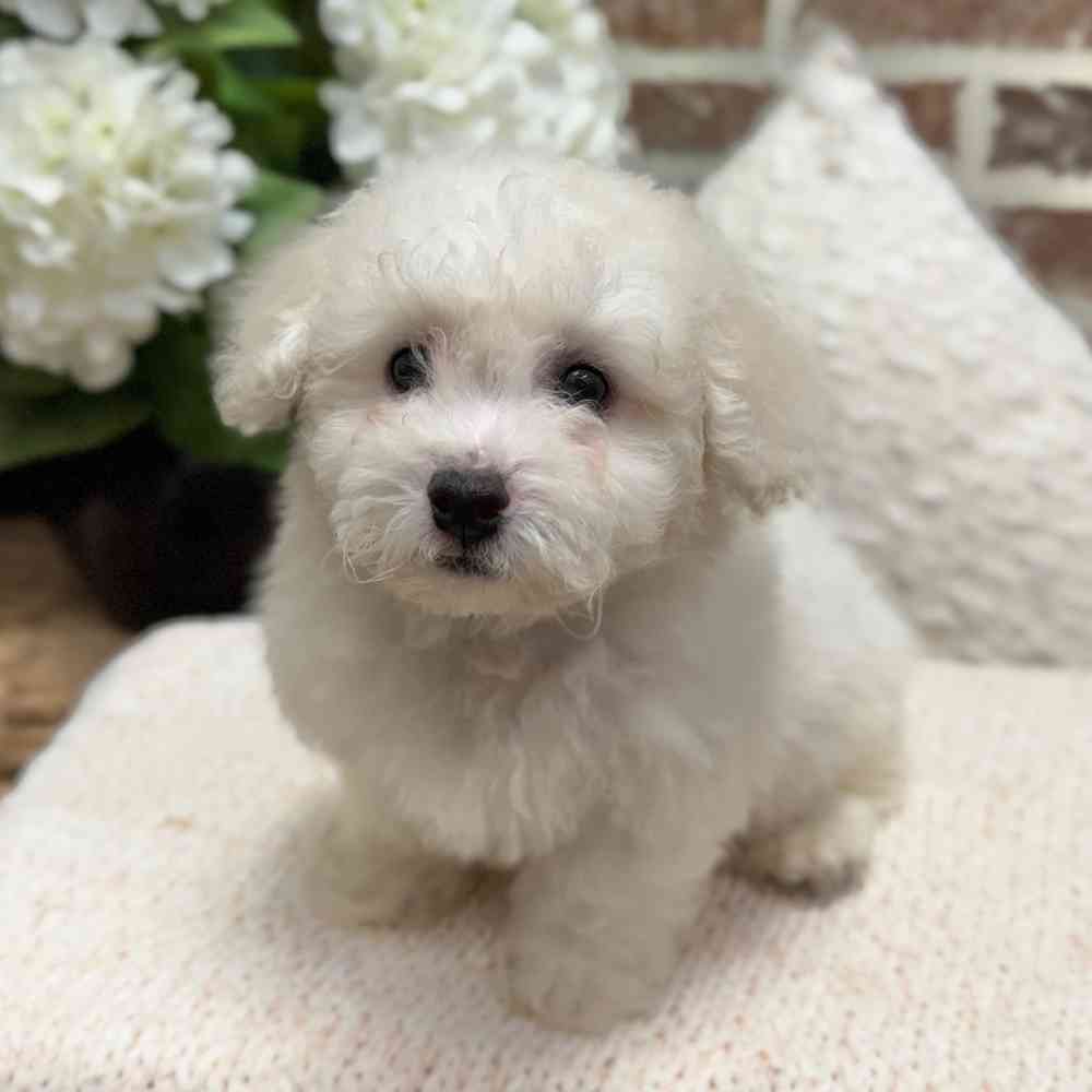 Male Bichon Frise puppy for sale at Shake A Paw Green Brook.
