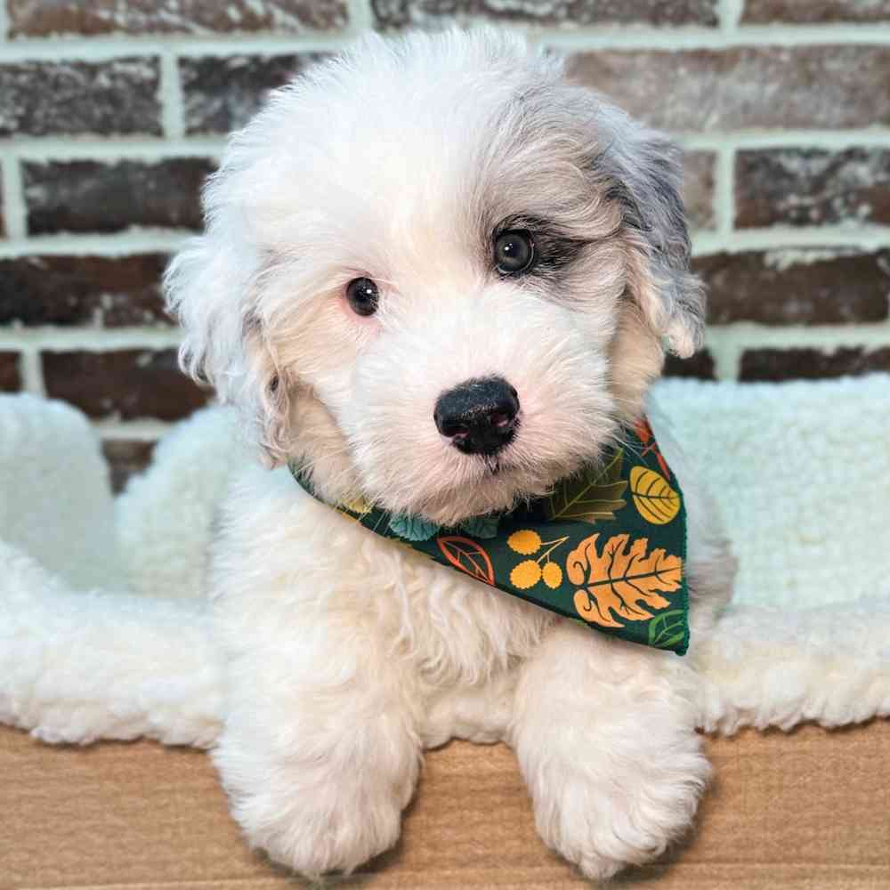 Male Mini Sheepadoodle puppy for sale at Shake A Paw Union.