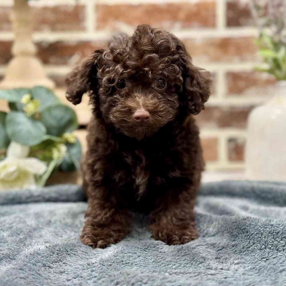 Female Poodle puppy for sale at Shake A Paw Union.