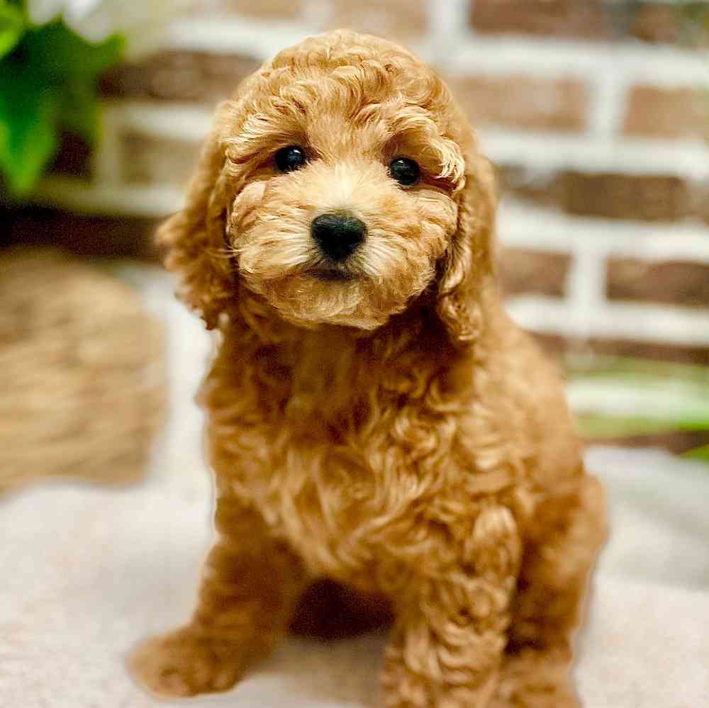 Female Mini Goldendoodle 2Nd Gen puppy for sale at Shake A Paw Green Brook.