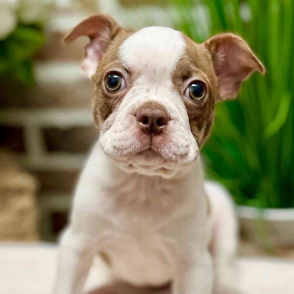 Male Boston Terrier puppy for sale at Shake A Paw Green Brook.