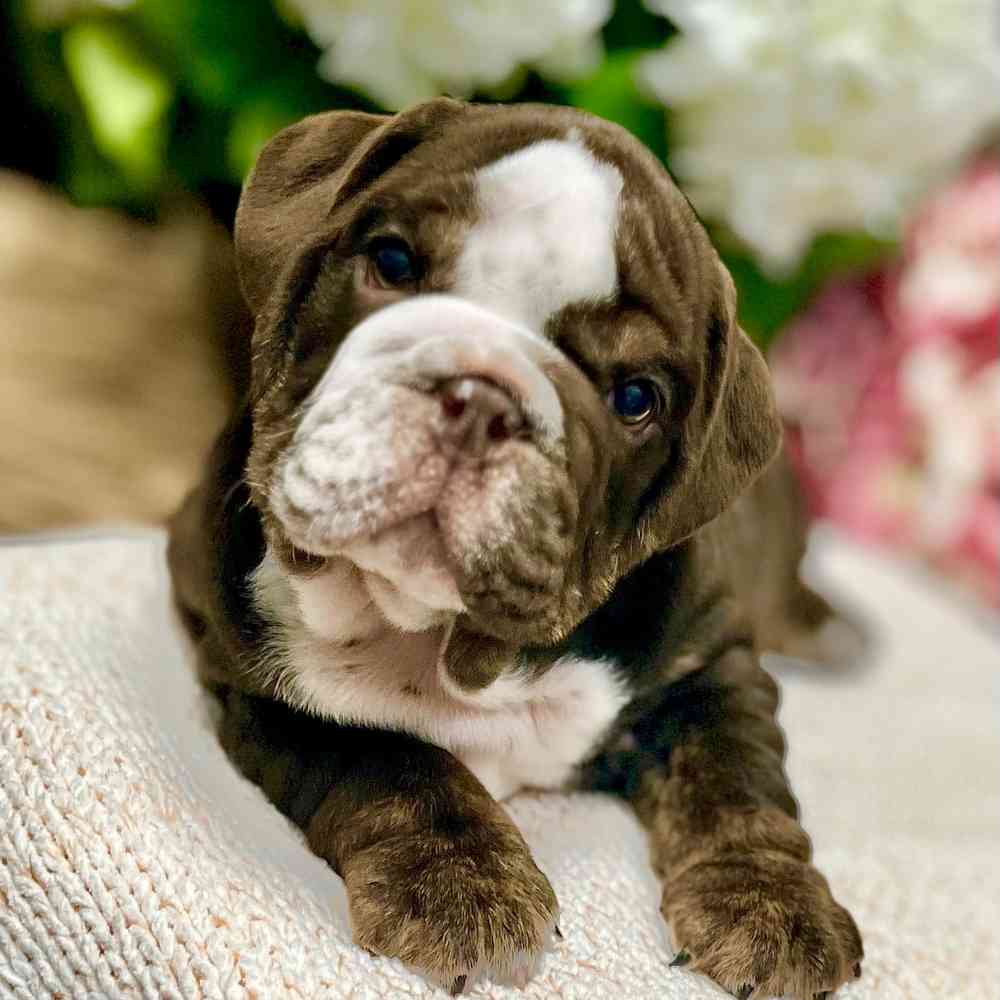 Male English Bulldog puppy for sale at Shake A Paw Green Brook.