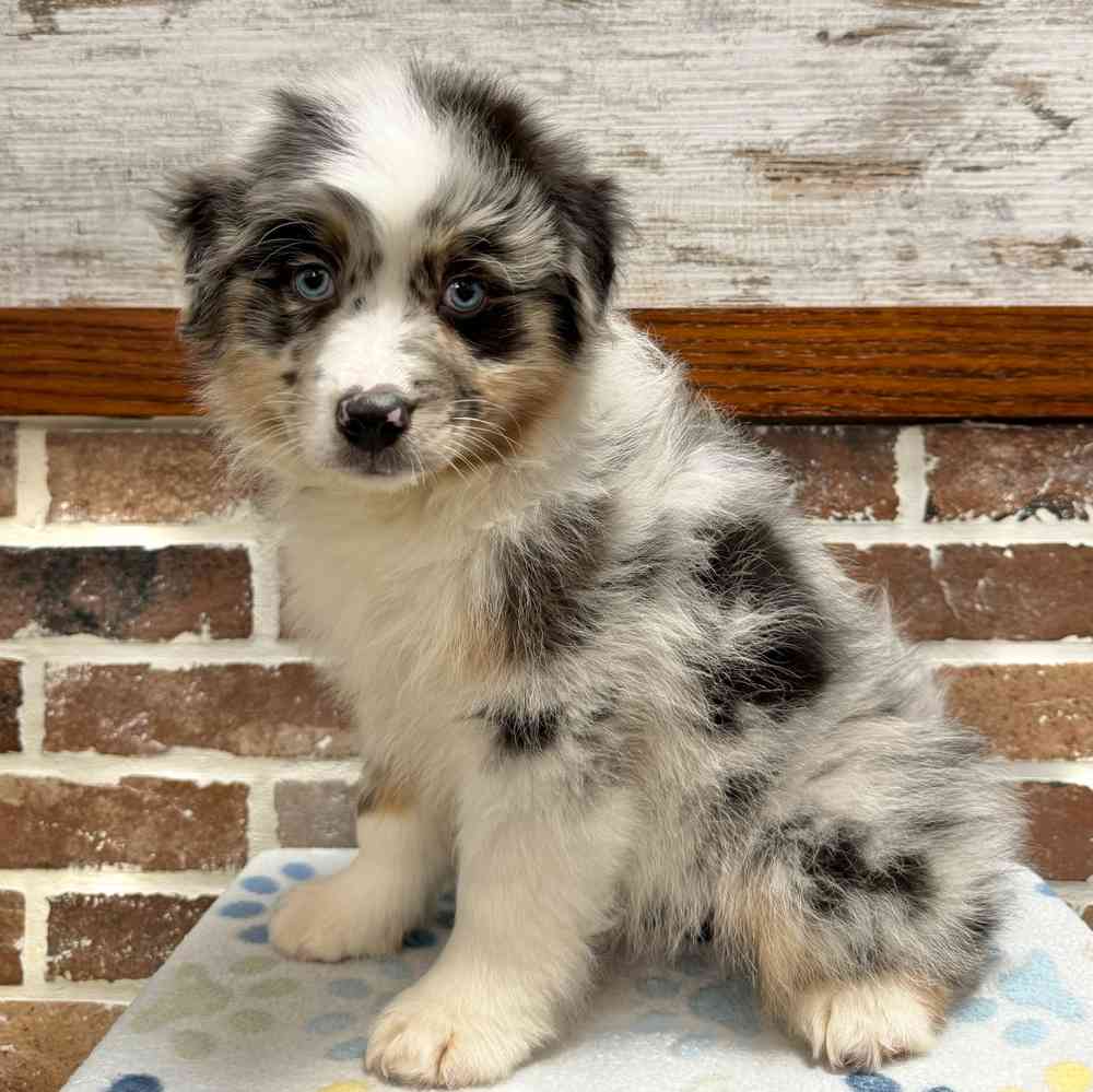 Female Australian Shepherd puppy for sale at Shake A Paw Green Brook.