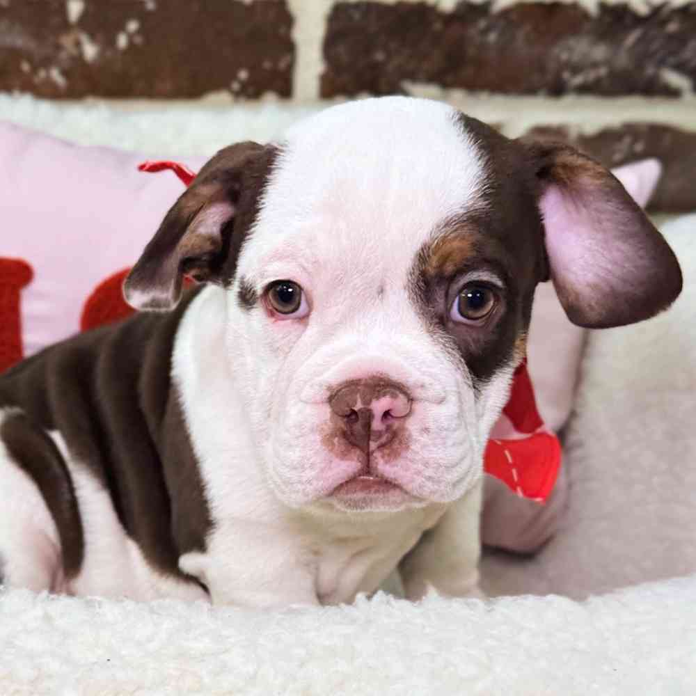 Male Beabull puppy for sale at Shake A Paw Union.