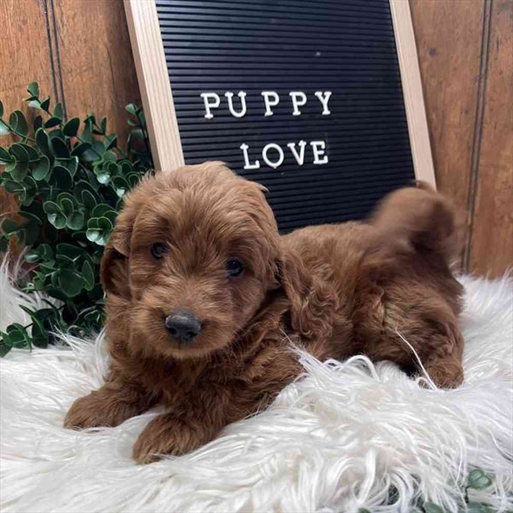 Female Mini Goldendoodle 2Nd Gen puppy for sale at Shake A Paw Union.