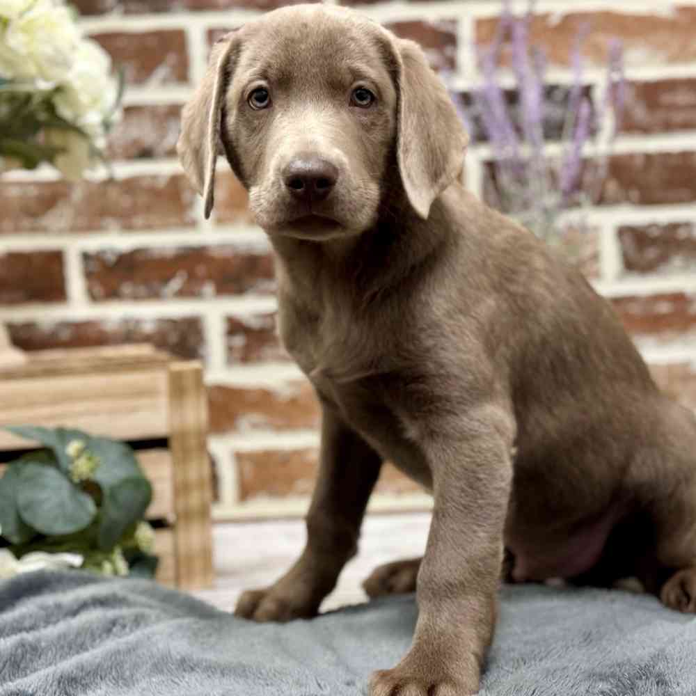 Male Labrador Retriever puppy for sale at Shake A Paw Union.