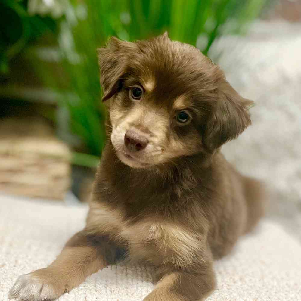 Male Mini Australian Shepherd puppy for sale at Shake A Paw Green Brook.