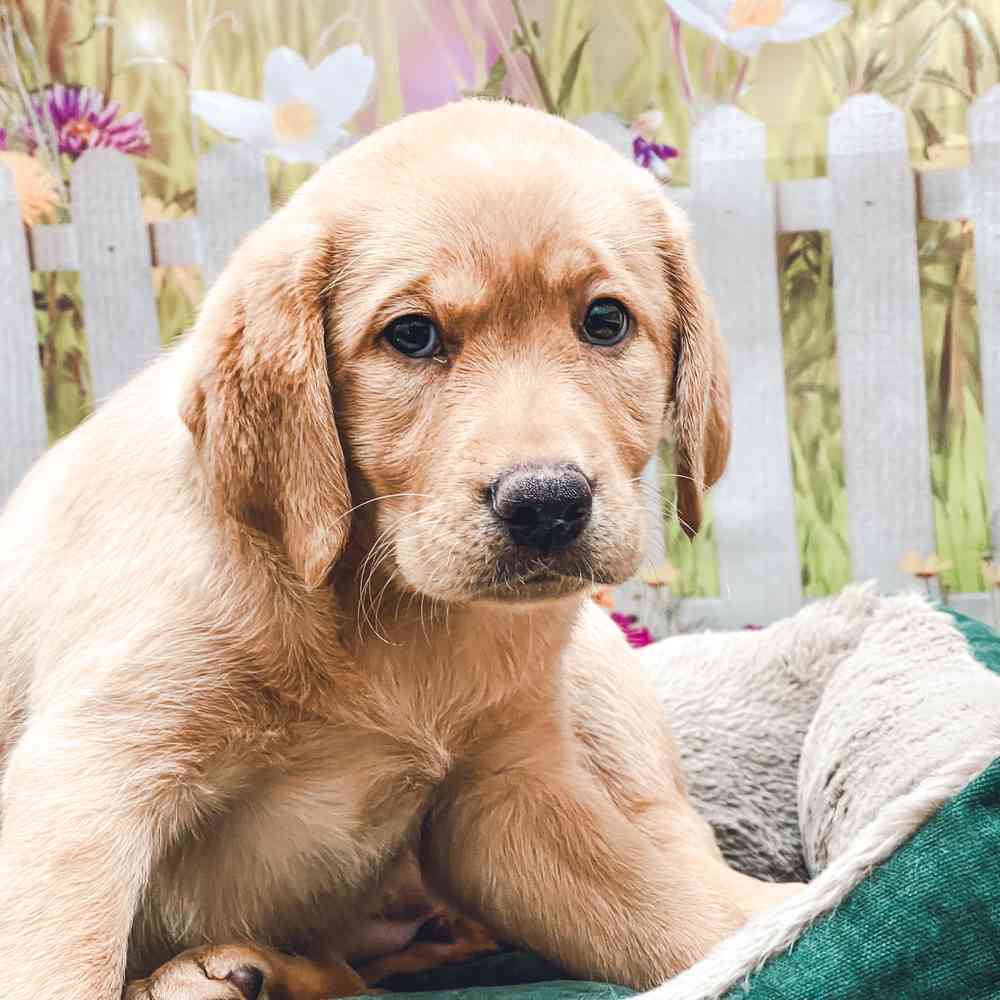 Female Labrador Retriever puppy for sale at Shake A Paw Union.
