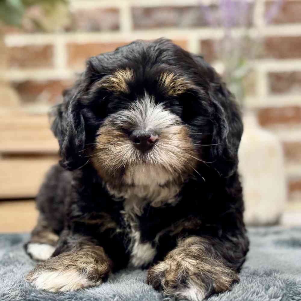 Male Mini Bernedoodle 2Nd Gen puppy for sale at Shake A Paw Union.